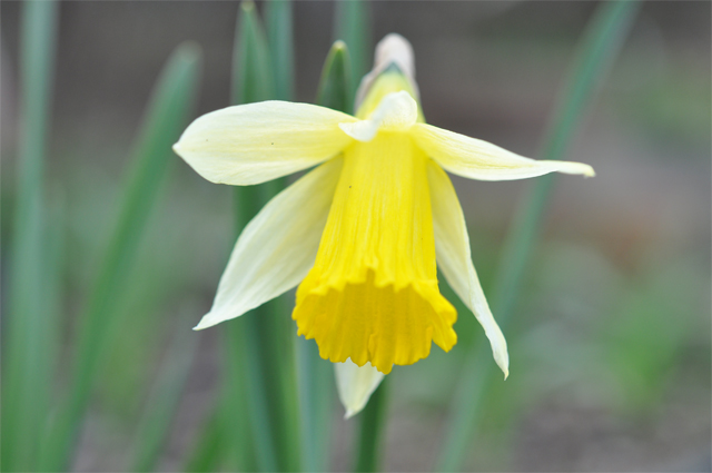 narcissus nobilis