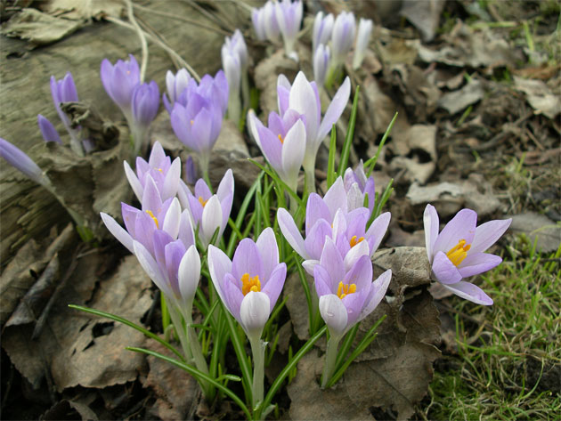 crocus_tomm.jpg