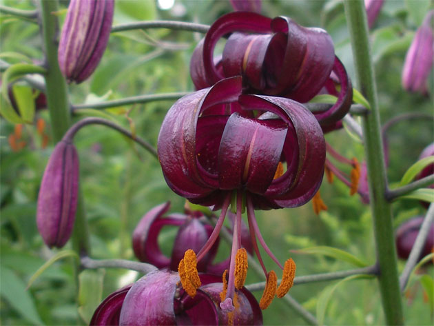 lilium-martagon-cattanie.jpg