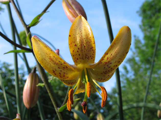 lilium_ROBackhouse1.jpg