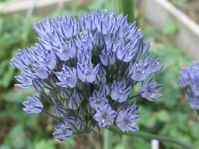 allium_caesium.jpg