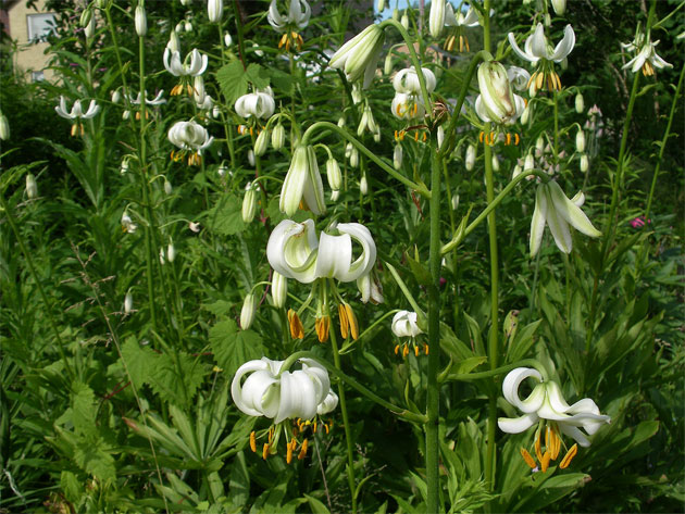 lilium-martagon-alba.jpg