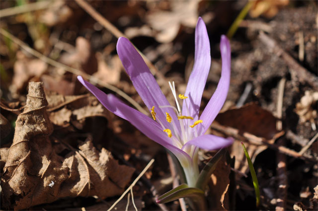 colchicum