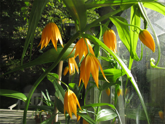 Brandgul slingerlilja