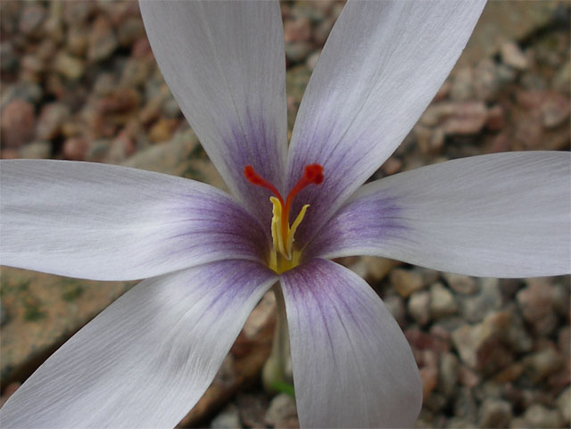 crocus_mathewii.jpg