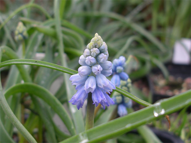 muscari_chalusicum.jpg