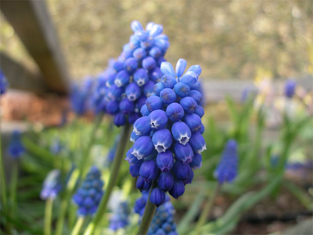 muscari_dark_eyes.jpg
