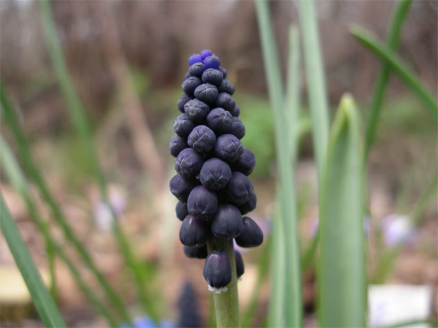 muscari_leucostomum.jpg