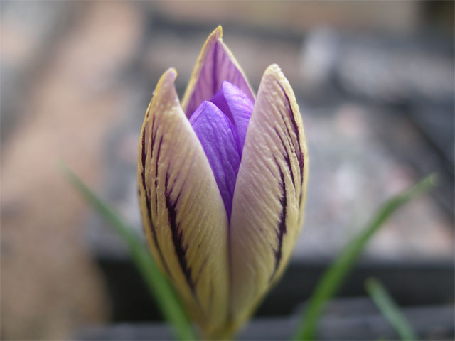 Crocus imperati De Jager
