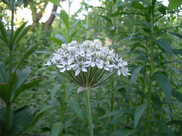allium_nigrum07.jpg