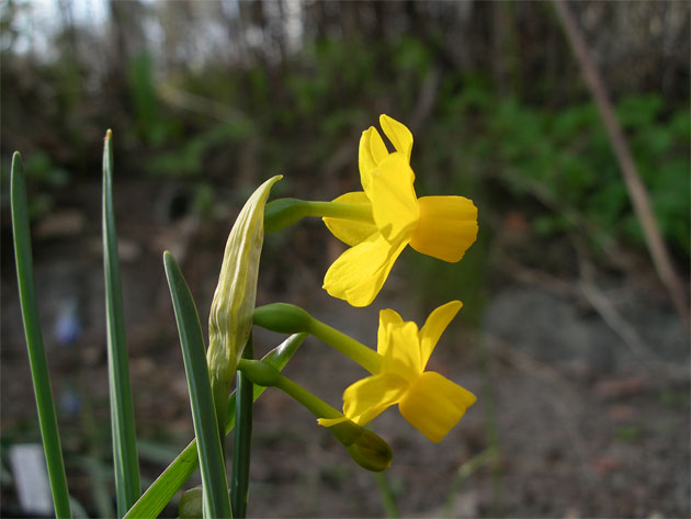 narcissus_calcicola.jpg