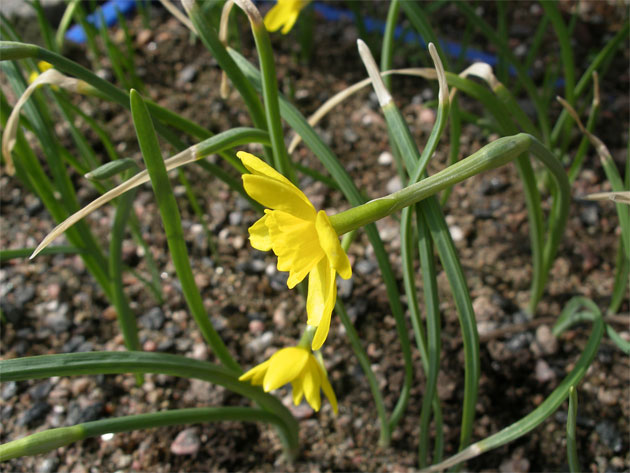 16-april-Narcissus-marvieri.jpg