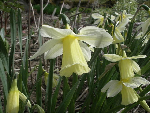 narcissus_johnstonii.jpg