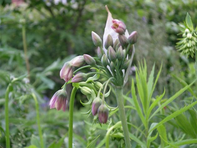 nectaroscordum_siculum.jpg