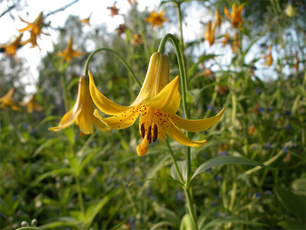 liliumcanadense.jpg