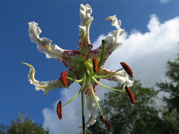 Lilium-speciosum-var-glorio.jpg