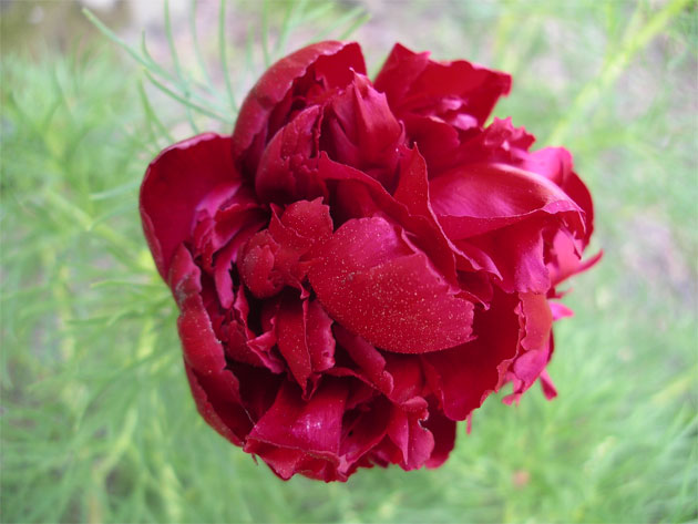 paeonia_tenuifoliarubraplen.jpg