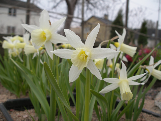 Narcissus 'Elka'