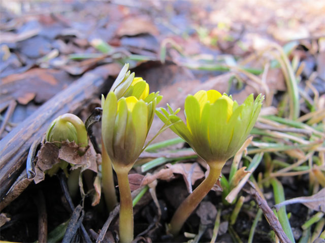 eranthis