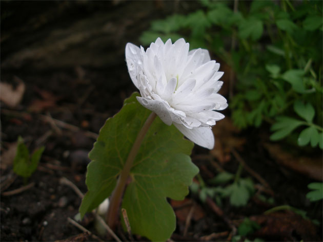 sanguinaria_canadensis_mult.jpg