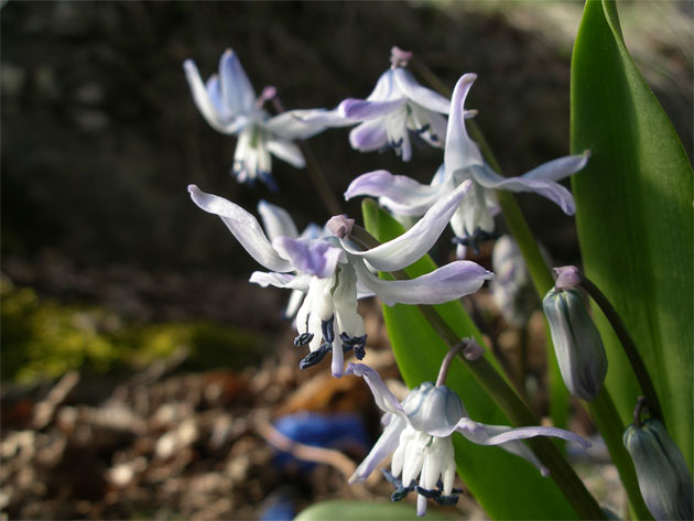 scilla_rosenii.jpg