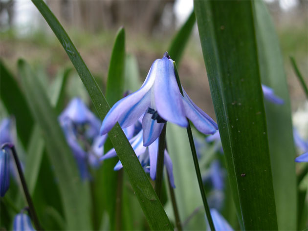 scilla_winogradovii.jpg