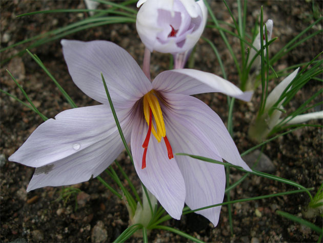 crocus_cartwrightianus16.jpg