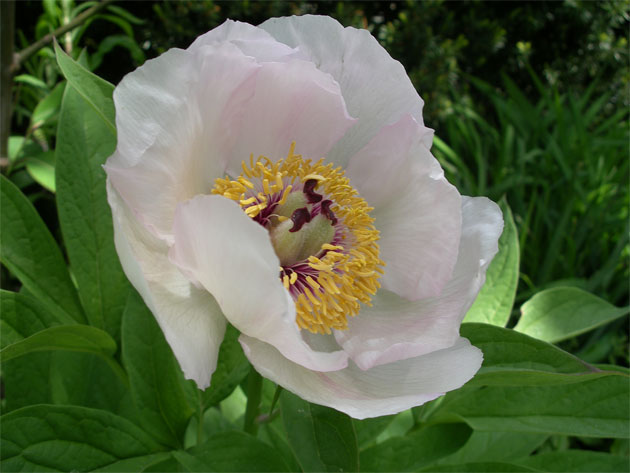 paeonia_wittmanniana.jpg
