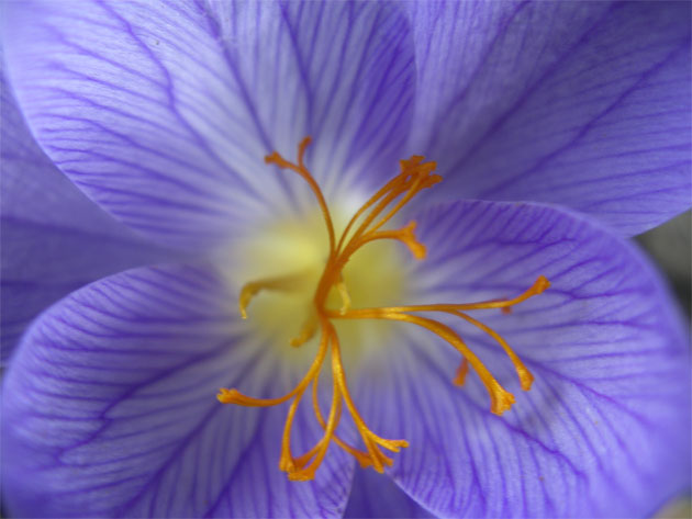 crocus_speciosus.jpg