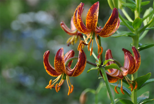 Lilium Arabian night