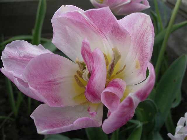 tulipa_rose_de_la_montagne.jpg