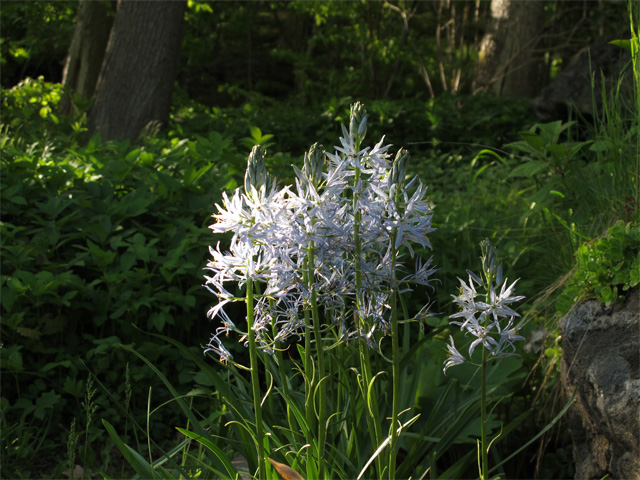 Camassia
