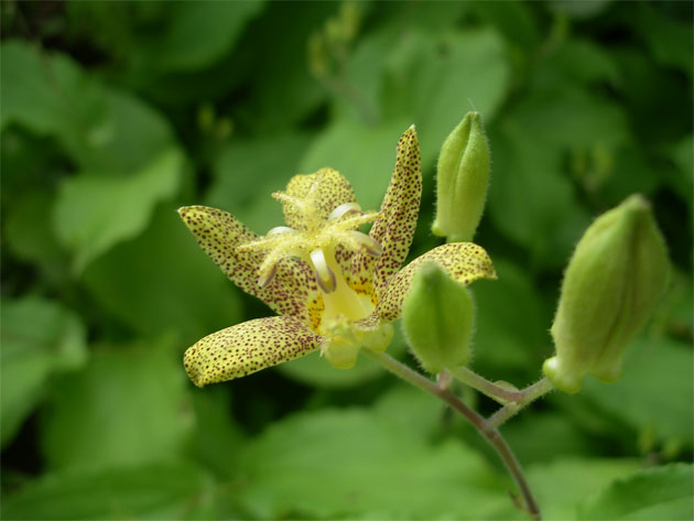 tricyrtis-latifolia.jpg