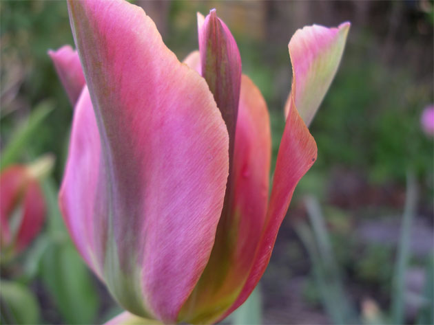 tulipa_artist.jpg