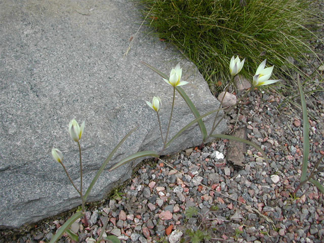 Miniatyrtulpan