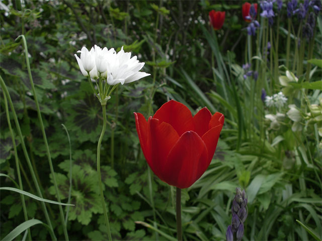tulipa_couleur_cardinal.jpg