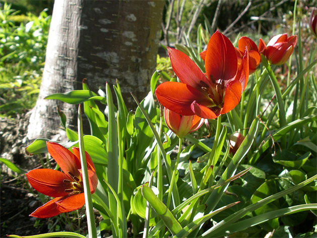 tulipa_hageri_splendens.jpg