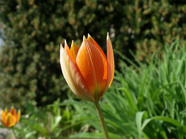 Smyrnatulpan