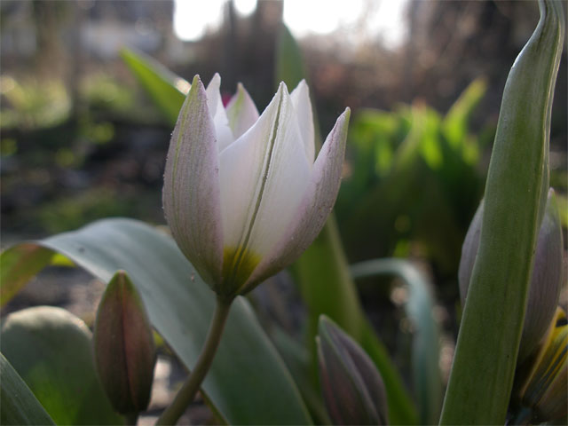 Porslinstulpan