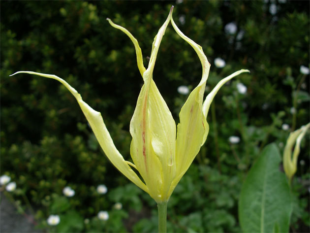 tulipa_acuminata.jpg
