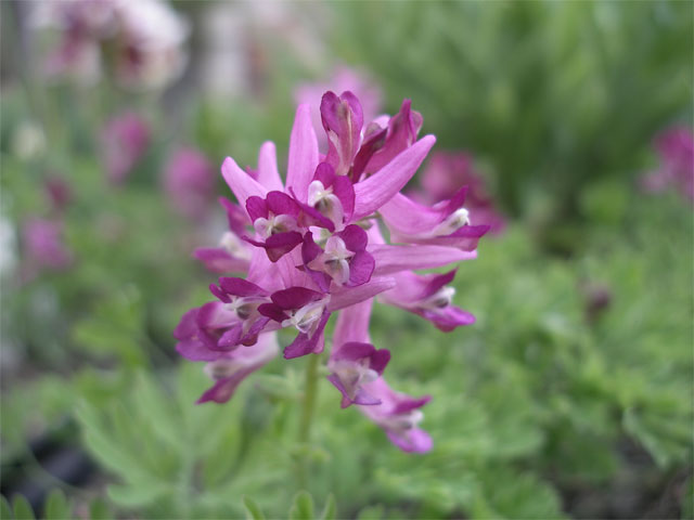 corydalis_buschii.jpg