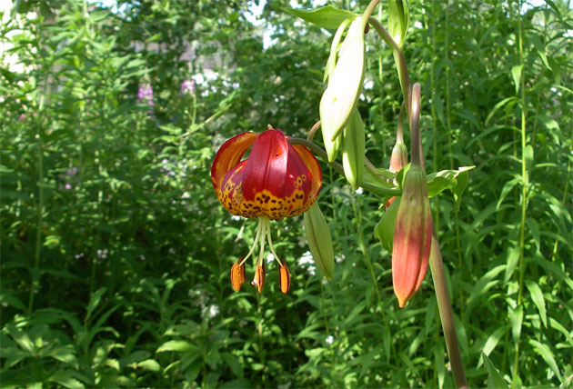 lilium-pardalinum.jpg