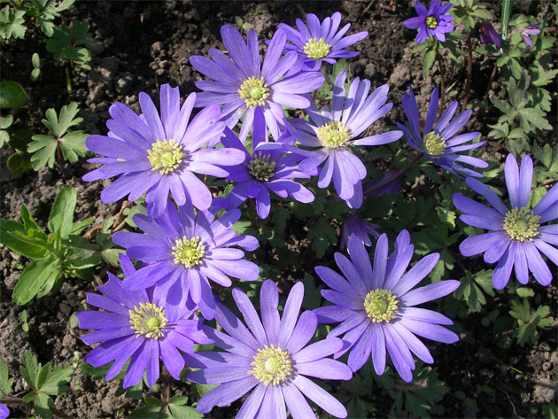 anemone_blanda.jpg