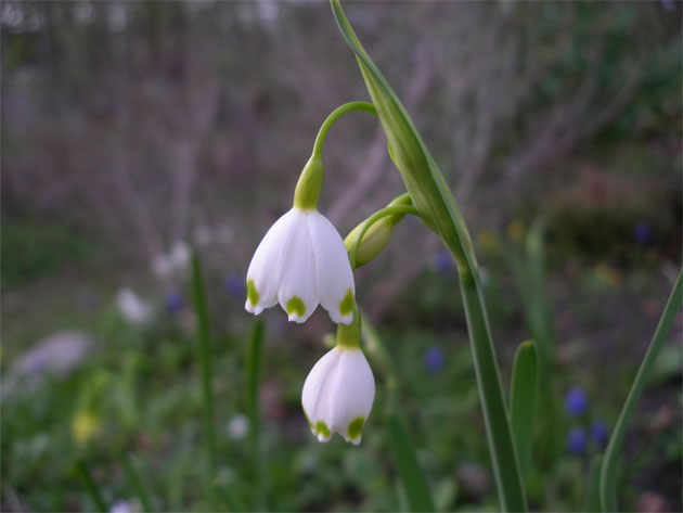 leucojum_aestivum.jpg