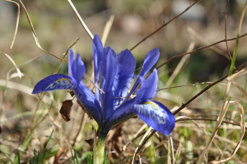 Denna bild har ett alt-attribut som är tomt. Dess filnamn är iris-harmony-1024x680.jpg